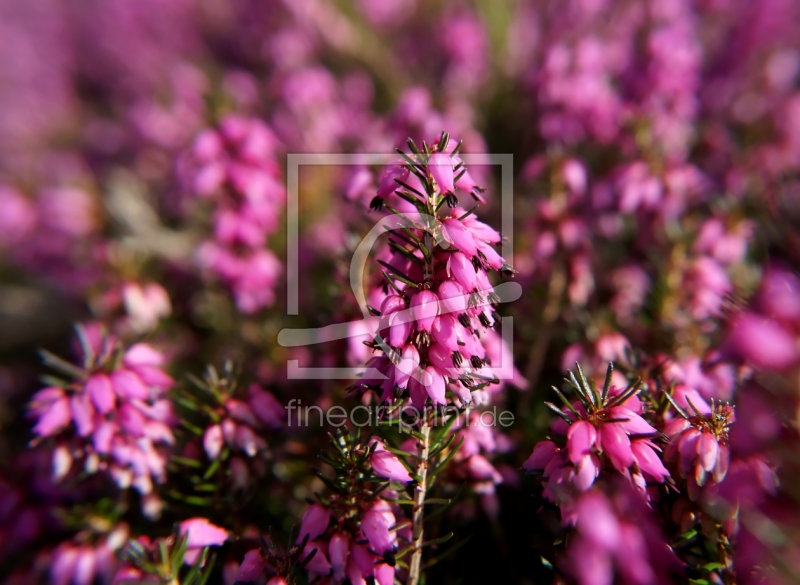 frei wählbarer Bildausschnitt für Ihr Bild auf Papier