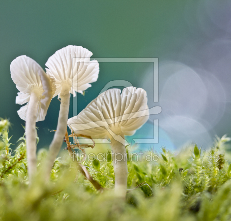 frei wählbarer Bildausschnitt für Ihr Bild auf Papier