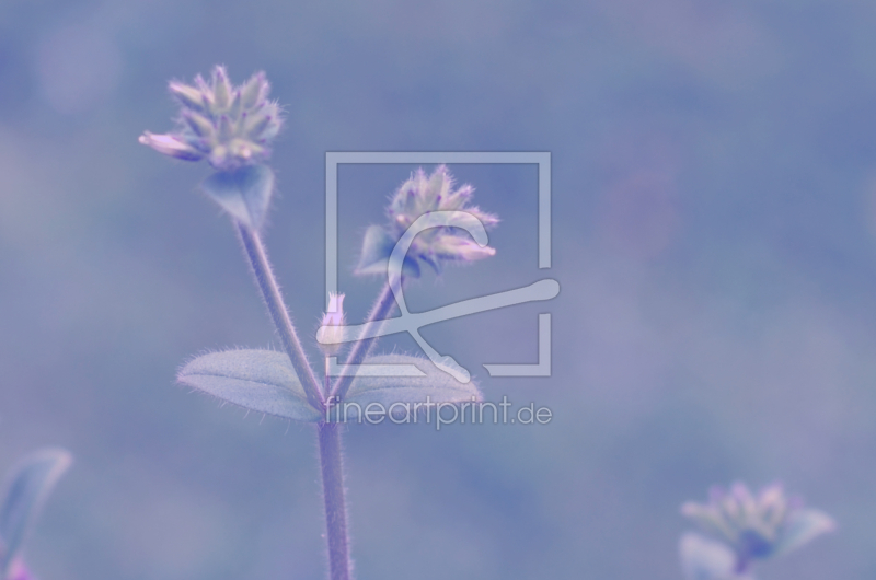 frei wählbarer Bildausschnitt für Ihr Bild auf Papier