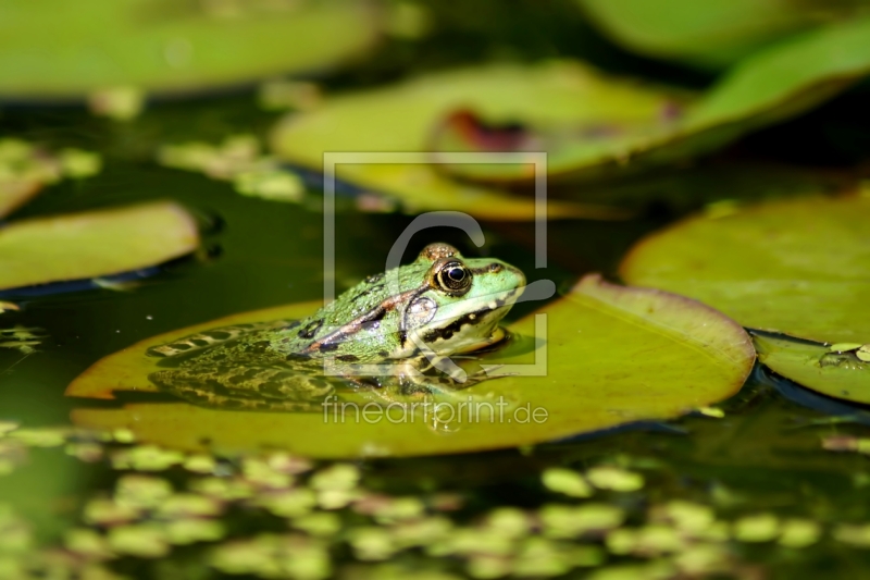 frei wählbarer Bildausschnitt für Ihr Bild auf Papier