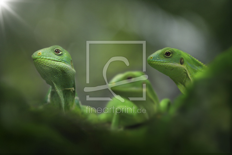 frei wählbarer Bildausschnitt für Ihr Bild auf Papier