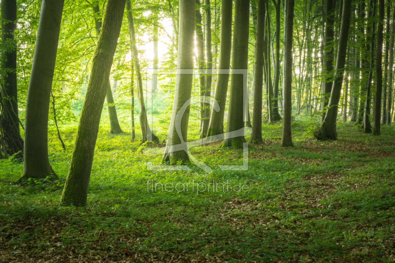 frei wählbarer Bildausschnitt für Ihr Bild auf Papier
