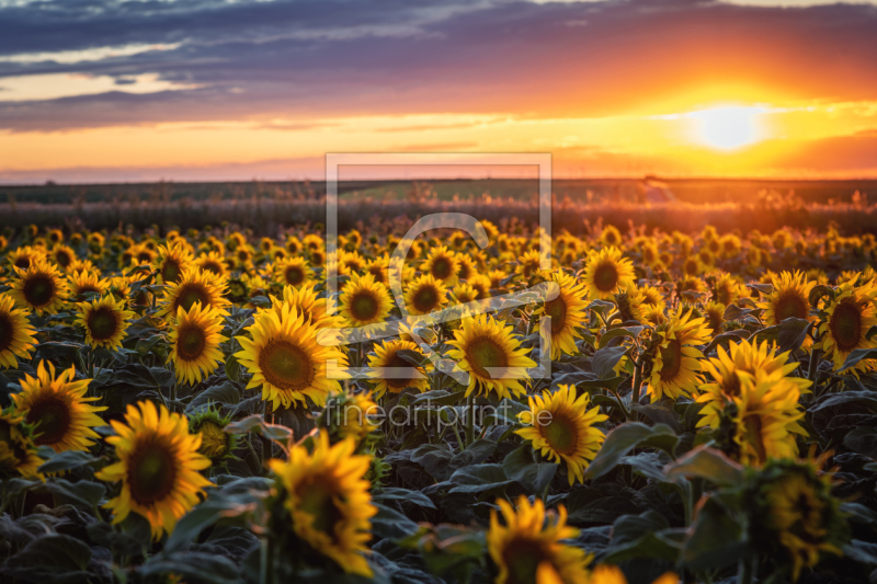 frei wählbarer Bildausschnitt für Ihr Bild auf Papier