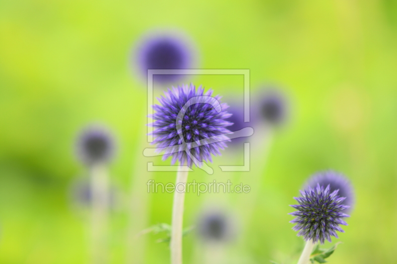 frei wählbarer Bildausschnitt für Ihr Bild auf Papier