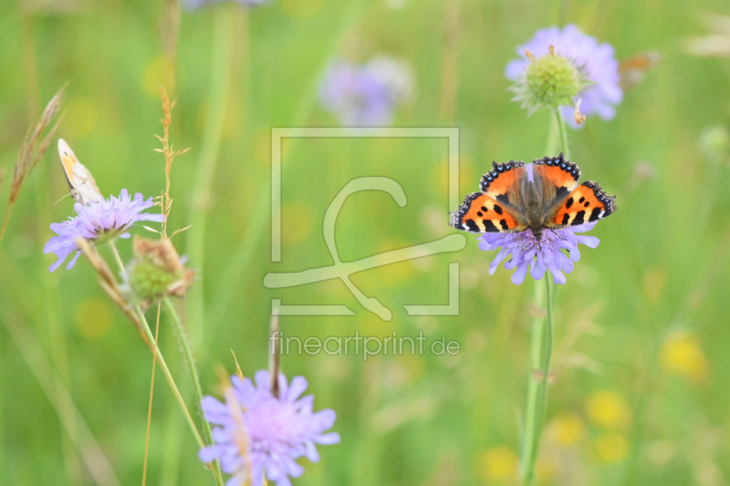 frei wählbarer Bildausschnitt für Ihr Bild auf Papier