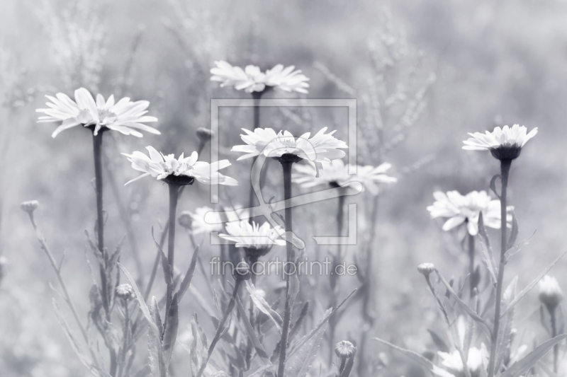 frei wählbarer Bildausschnitt für Ihr Bild auf Papier