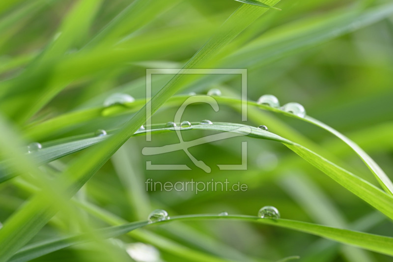 frei wählbarer Bildausschnitt für Ihr Bild auf Papier