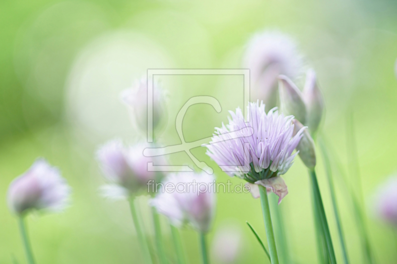 frei wählbarer Bildausschnitt für Ihr Bild auf Papier