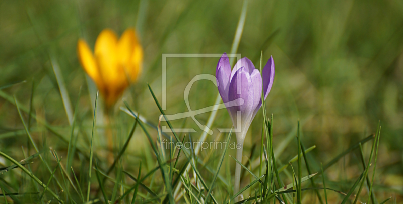 frei wählbarer Bildausschnitt für Ihr Bild auf Papier