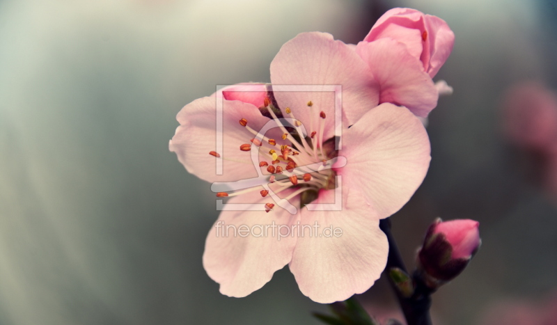 frei wählbarer Bildausschnitt für Ihr Bild auf Papier