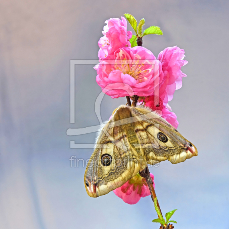 frei wählbarer Bildausschnitt für Ihr Bild auf Papier