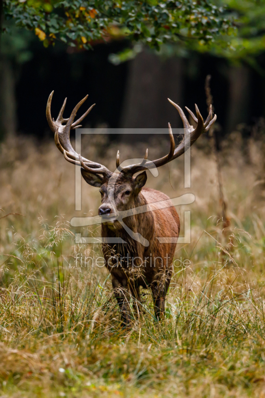 frei wählbarer Bildausschnitt für Ihr Bild auf Papier