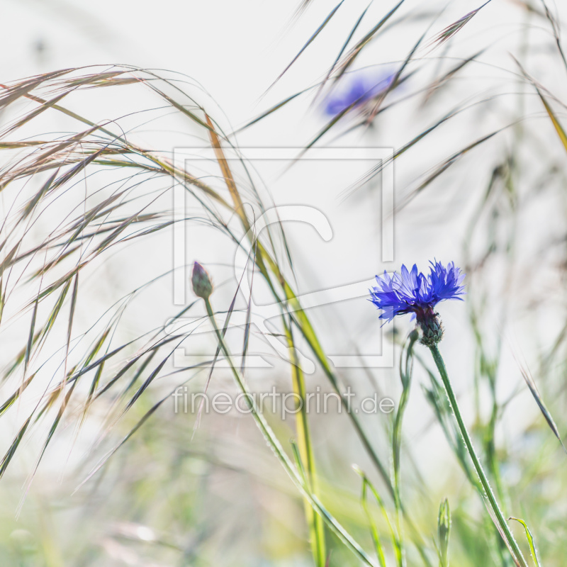 frei wählbarer Bildausschnitt für Ihr Bild auf Papier