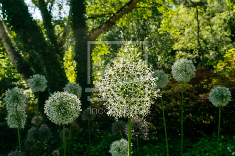 frei wählbarer Bildausschnitt für Ihr Bild auf Papier