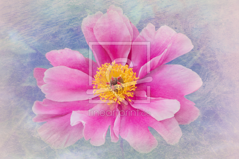 frei wählbarer Bildausschnitt für Ihr Bild auf Papier