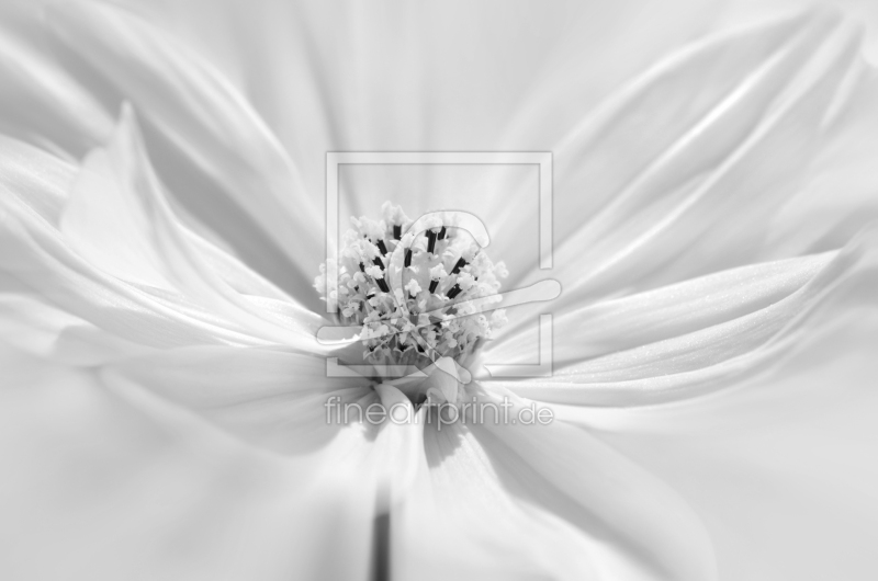 frei wählbarer Bildausschnitt für Ihr Bild auf Papier