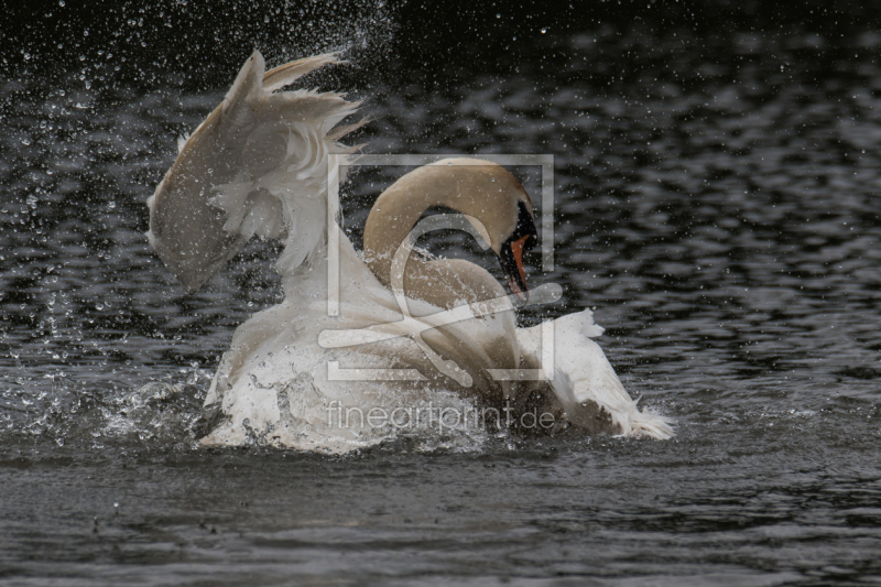 frei wählbarer Bildausschnitt für Ihr Bild auf Papier