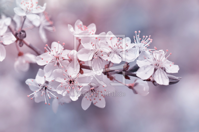 frei wählbarer Bildausschnitt für Ihr Bild auf Papier