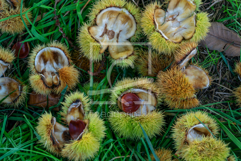 frei wählbarer Bildausschnitt für Ihr Bild auf Papier