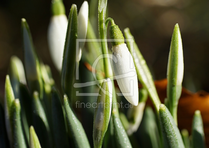 frei wählbarer Bildausschnitt für Ihr Bild auf Papier