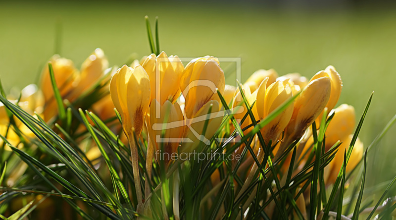 frei wählbarer Bildausschnitt für Ihr Bild auf Papier