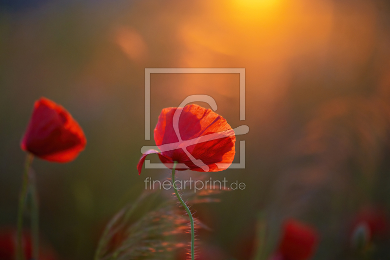 frei wählbarer Bildausschnitt für Ihr Bild auf Papier