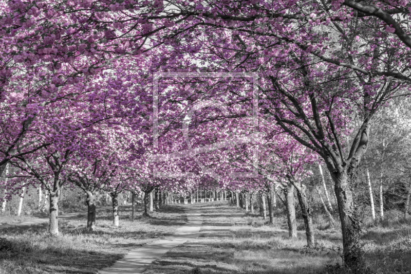 frei wählbarer Bildausschnitt für Ihr Bild auf Papier