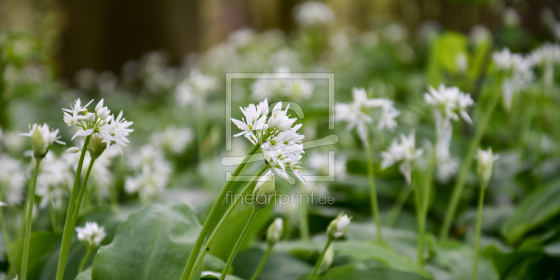 frei wählbarer Bildausschnitt für Ihr Bild auf Papier