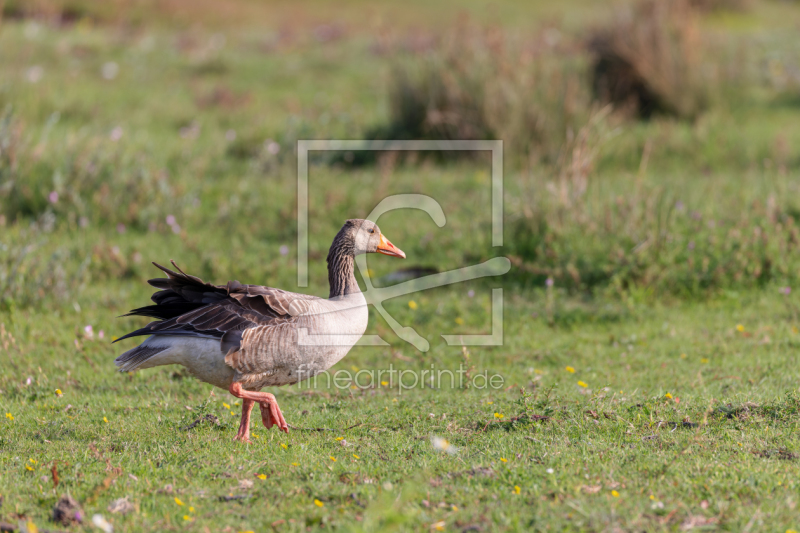 frei wählbarer Bildausschnitt für Ihr Bild auf Papier