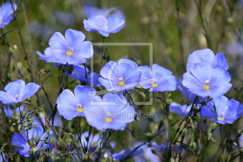 frei wählbarer Bildausschnitt für Ihr Bild auf Papier
