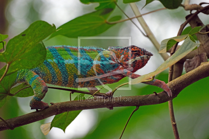 frei wählbarer Bildausschnitt für Ihr Bild auf Papier