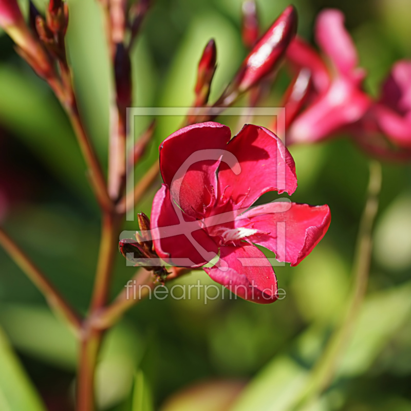 frei wählbarer Bildausschnitt für Ihr Bild auf Papier