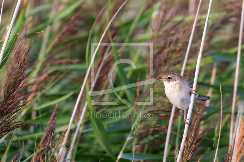 frei wählbarer Bildausschnitt für Ihr Bild auf Papier