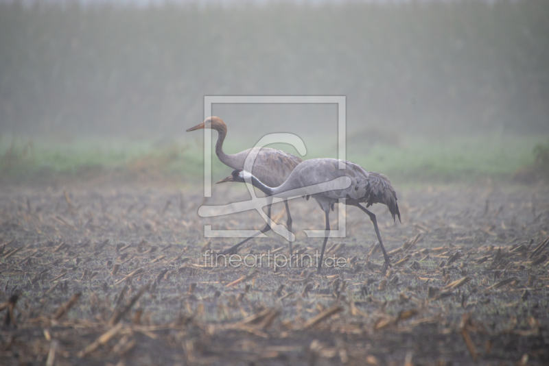 frei wählbarer Bildausschnitt für Ihr Bild auf Papier
