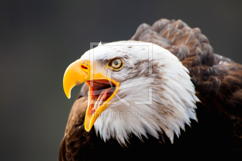 frei wählbarer Bildausschnitt für Ihr Bild auf Papier