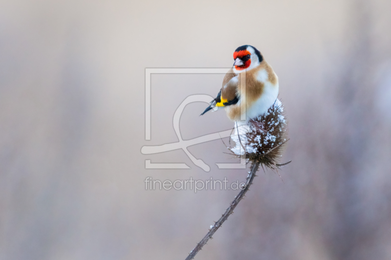 frei wählbarer Bildausschnitt für Ihr Bild auf Papier