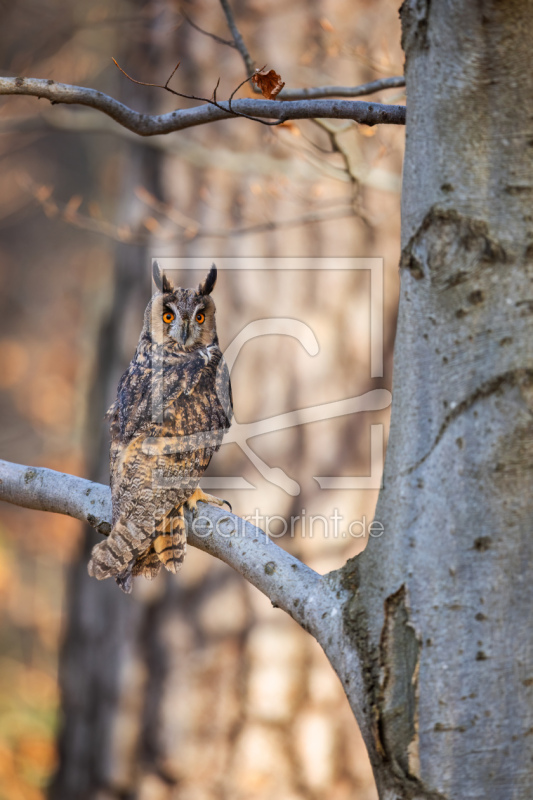 frei wählbarer Bildausschnitt für Ihr Bild auf Papier