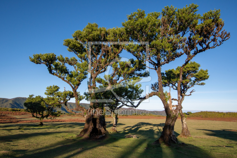 frei wählbarer Bildausschnitt für Ihr Bild auf Papier