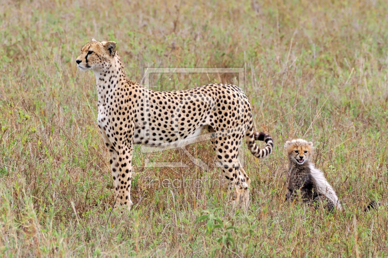 frei wählbarer Bildausschnitt für Ihr Bild auf Papier