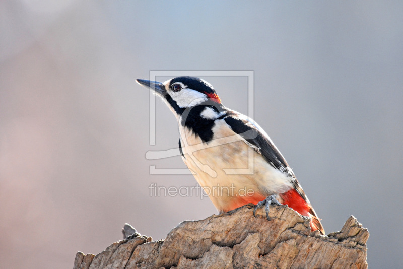 frei wählbarer Bildausschnitt für Ihr Bild auf Papier
