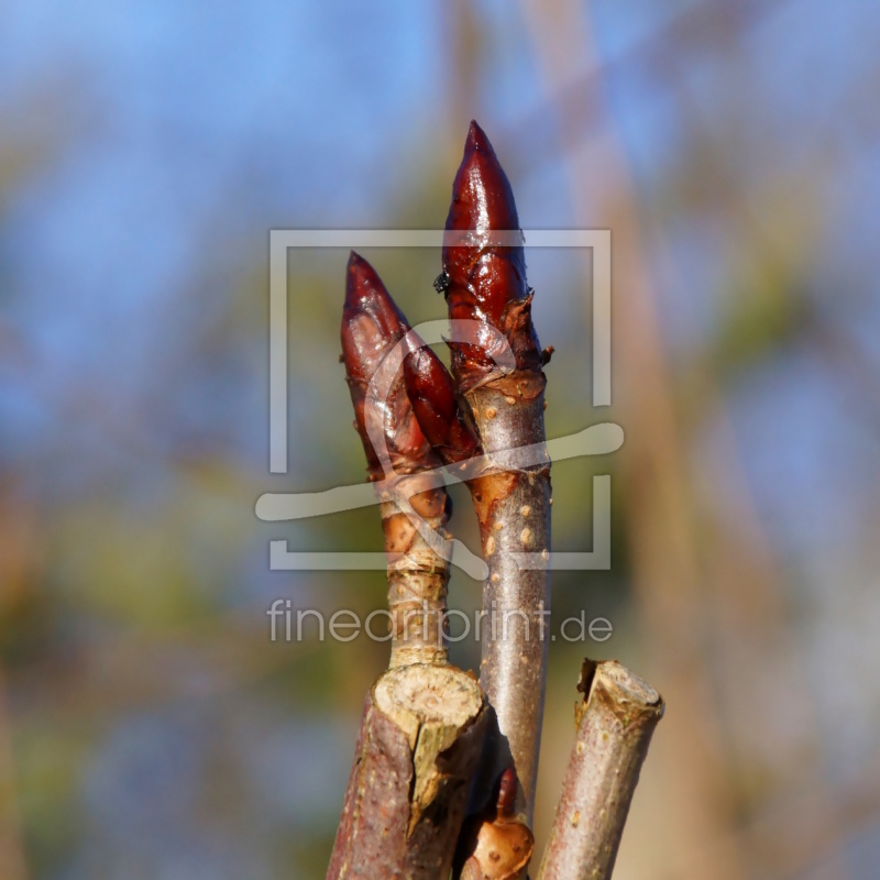 frei wählbarer Bildausschnitt für Ihr Bild auf Papier