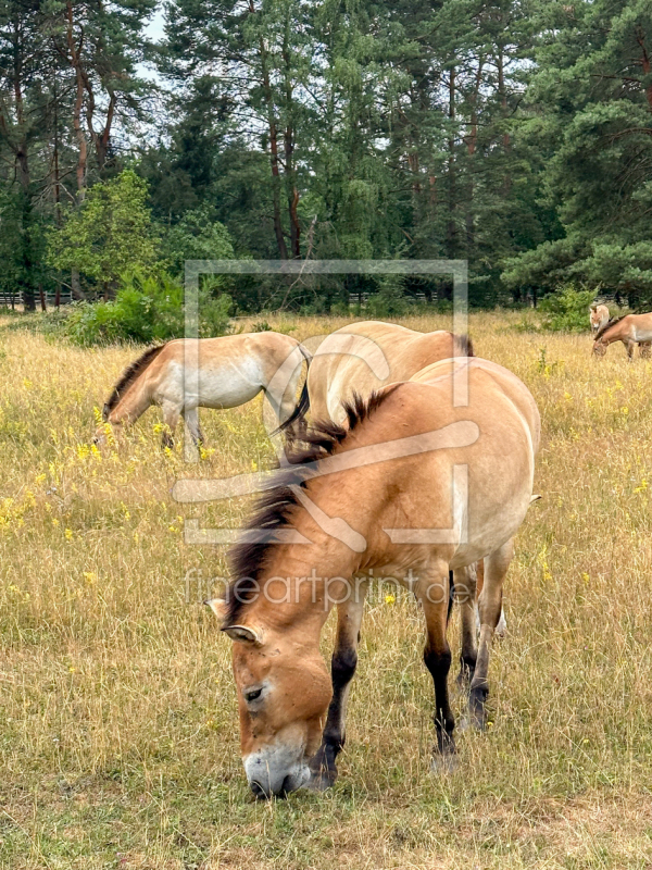 frei wählbarer Bildausschnitt für Ihr Bild auf Papier