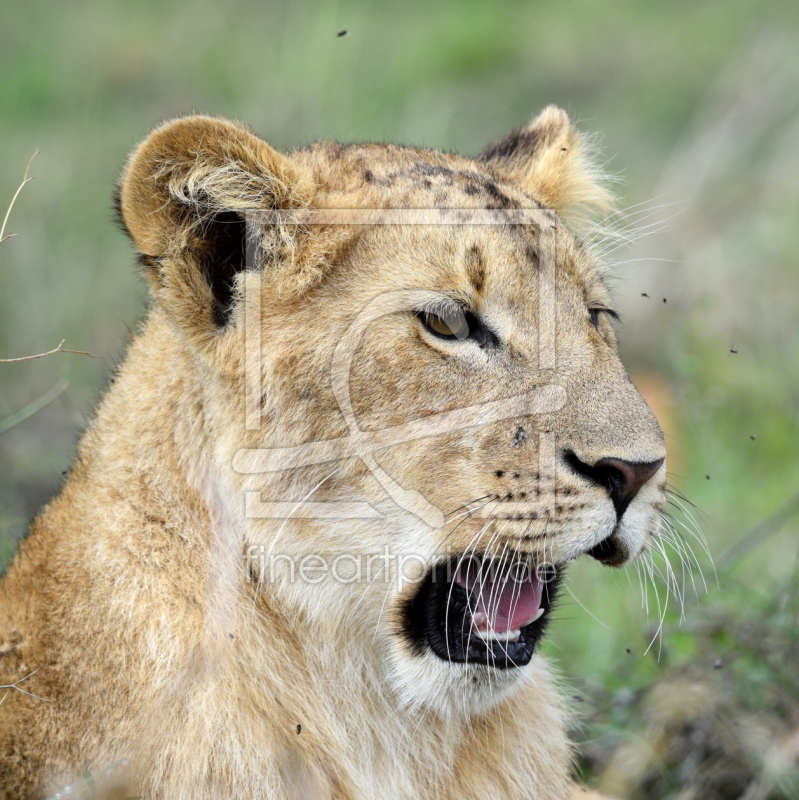 frei wählbarer Bildausschnitt für Ihr Bild auf Papier