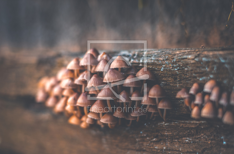 frei wählbarer Bildausschnitt für Ihr Bild auf Papier