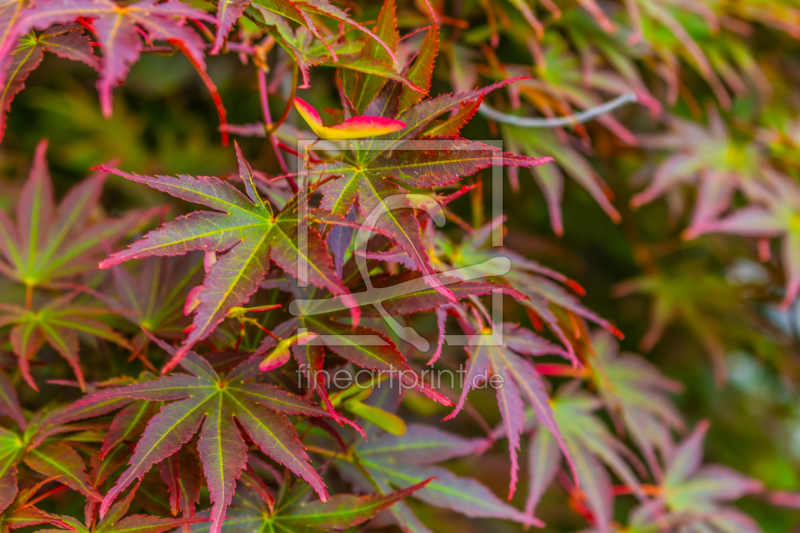 frei wählbarer Bildausschnitt für Ihr Bild auf Papier