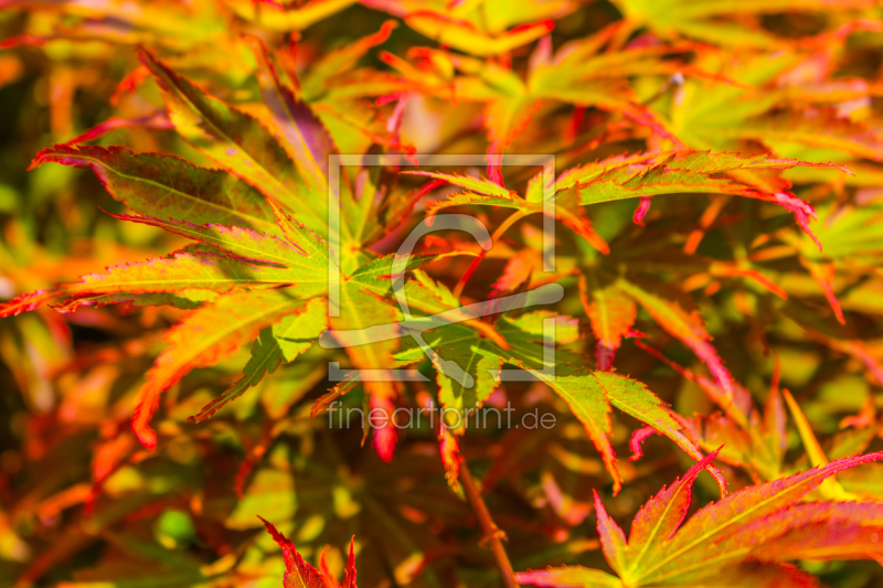 frei wählbarer Bildausschnitt für Ihr Bild auf Papier