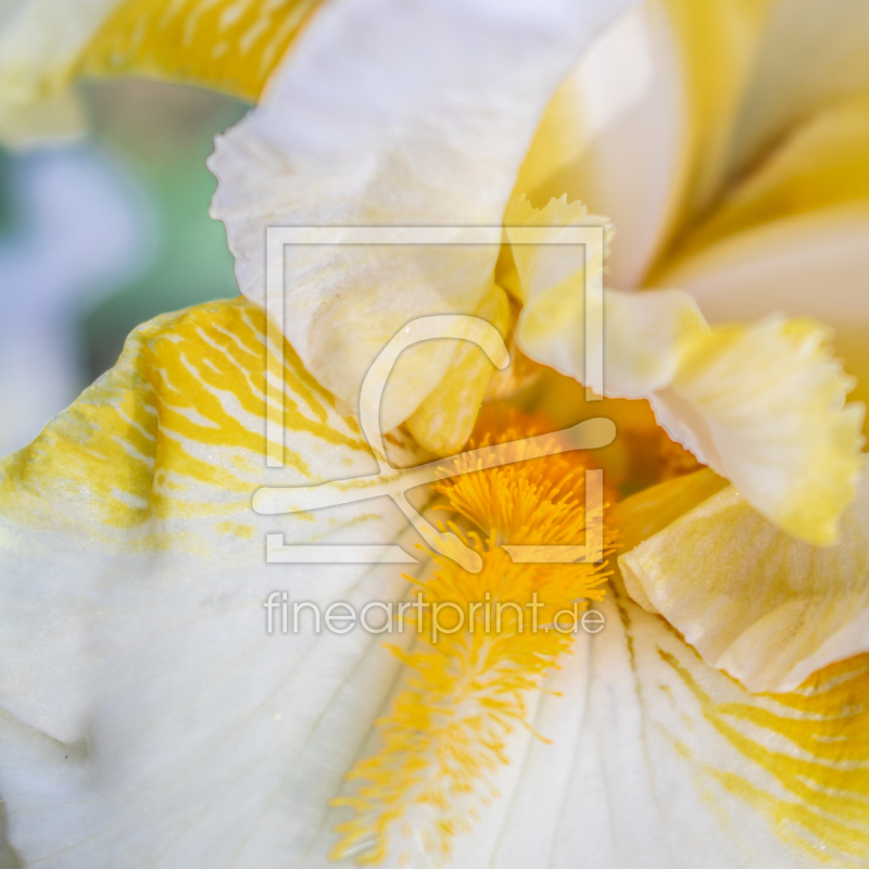 frei wählbarer Bildausschnitt für Ihr Bild auf Papier