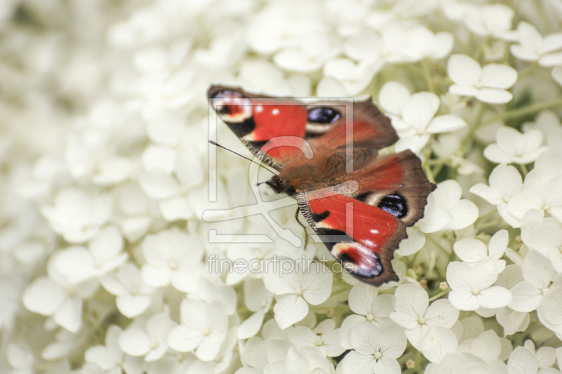 frei wählbarer Bildausschnitt für Ihr Bild auf Papier