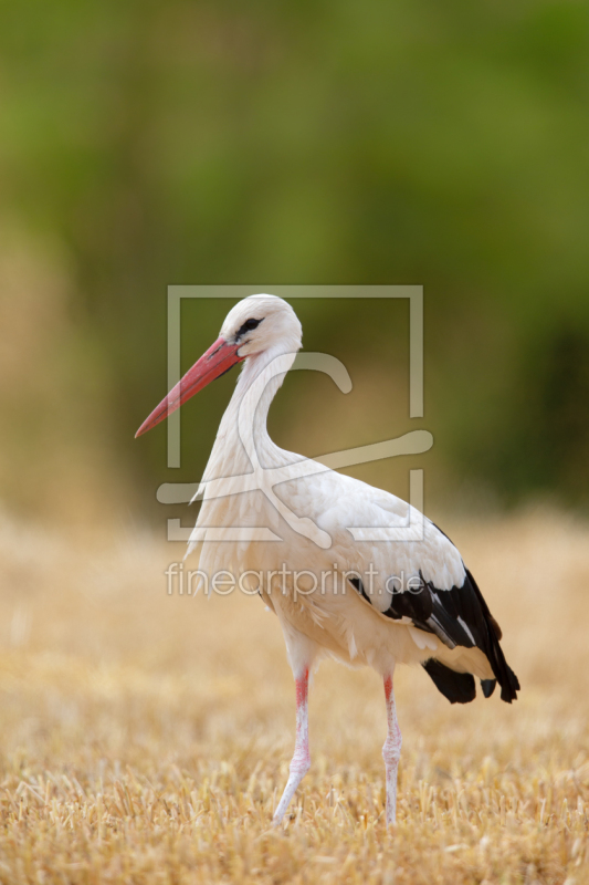 frei wählbarer Bildausschnitt für Ihr Bild auf Papier