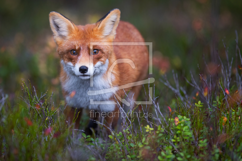 frei wählbarer Bildausschnitt für Ihr Bild auf Papier